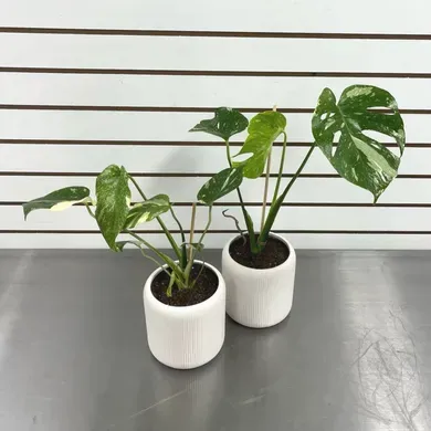 Thai Constellation Monstera in Vista California, Crozier's Flowers and Plants