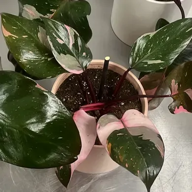 Pink Princess Philodendron in Vista California, Crozier's Flowers and Plants