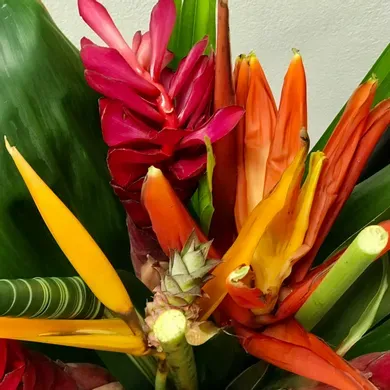 Designer's Choice-Tropical in Vista California, Crozier's Flowers and Plants